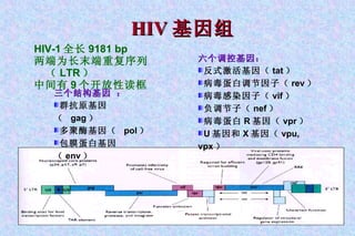 HIV-1 全长 9181 bp 两端为长末端重复序列（ LTR ） 中间有 9 个开放性读框 HIV 基因组 六个调控基因： 反式激活基因（ tat ） 病毒蛋白调节因子（ rev ） 病毒感染因子（ vif ） 负调节子（ nef ） 病毒蛋白 R 基因（ vpr ） U 基因和 X 基因（ vpu, vpx ） 三个结构基因 ： 群抗原基因（  gag ） 多聚酶基因（  pol ） 包膜蛋白基因（ env ） 