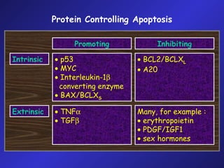 Power Point Cell Cycle & Apoptosis | PPT