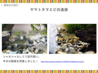 ヤマトヌマエビの進捗
6
1. 講師自己紹介
シャカシャカしてて超可愛い。
今日は動画を用意しました！ https://www.youtube.com/watch?v=j1Rol4CE1Vk&feature=youtu.be
 