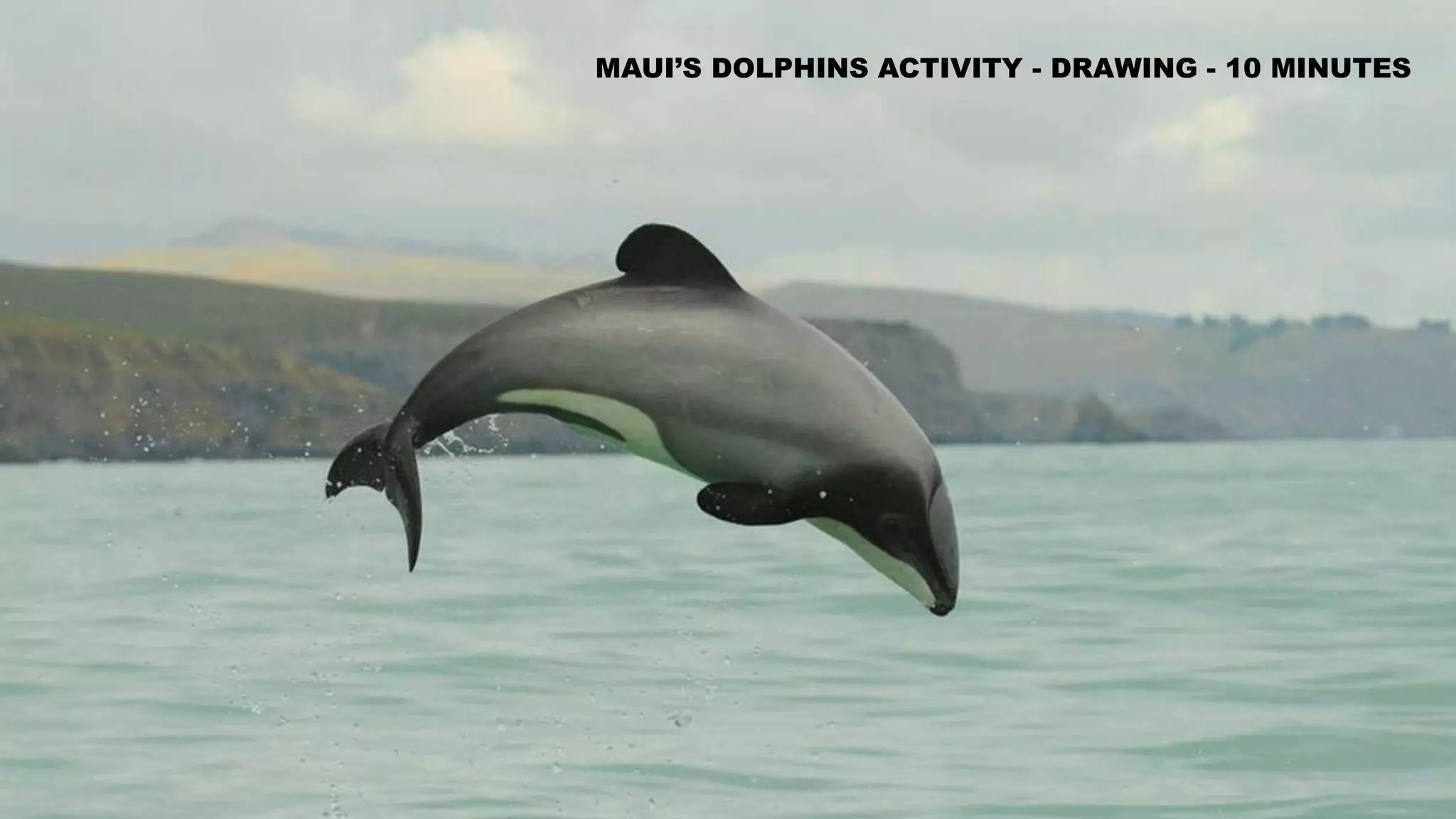 SUSTAINABILITY ENDANGERED MARINE SPECIES PPT Sustainability endangered marine species ppt