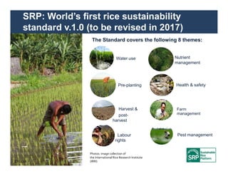 Transforming Rice Value Chains: The Sustainable Rice Platform (SRP) | PDF