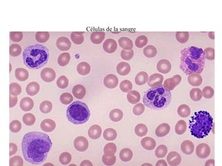 Células de la sangre
 