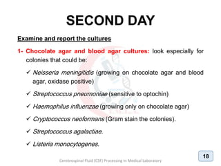 SECOND DAY
Examine and report the cultures
1- Chocolate agar and blood agar cultures: look especially for
colonies that could be:
 Neisseria meningitidis (growing on chocolate agar and blood
agar, oxidase positive)
 Streptococcus pneumoniae (sensitive to optochin)
 Haemophilus influenzae (growing only on chocolate agar)
 Cryptococcus neoformans (Gram stain the colonies).
 Streptococcus agalactiae.
 Listeria monocytogenes.
Cerebrospinal Fluid (CSF) Processing In Medical Laboratory
18
 