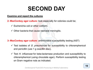 SECOND DAY
Examine and report the cultures
2- MacConkey agar culture: look especially for colonies could be;
 Escherichia coli or other coliform.
 Other bacteria that cause neonatal meningitis.
3- MacConkey agar culture: antimicrobial susceptibility testing (AST)
 Test isolates of S. pneumoniae for susceptibility to chloramphenicol
and penicillin (use 1 g oxacillin disc).
 Test H. influenzae for beta-lactamase production and susceptibility to
chloramphenicol (using chocolate agar). Perform susceptibility testing
on Gram negative rods as indicated.
Cerebrospinal Fluid (CSF) Processing In Medical Laboratory
19
 