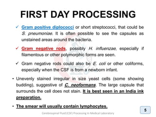 FIRST DAY PROCESSING
 Gram positive diplococci or short streptococci, that could be
S. pneumoniae. It is often possible to see the capsules as
unstained areas around the bacteria.
 Gram negative rods, possibly H. influenzae, especially if
filamentous or other polymorphic forms are seen.
 Gram negative rods could also be E. coli or other coliforms,
especially when the CSF is from a newborn infant.
• Unevenly stained irregular in size yeast cells (some showing
budding), suggestive of C. neoformans. The large capsule that
surrounds the cell does not stain. It is best seen in an India ink
preparation.
• The smear will usually contain lymphocytes.
Cerebrospinal Fluid (CSF) Processing In Medical Laboratory
5
 