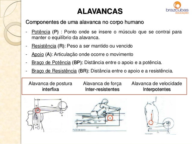 Exemplo De Alavanca Inter Resistente No Corpo Humano