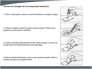1- Com o conta-gotas, coloca no centro da lâmina uma gota de água.
Técnica de montagem de uma preparação temporária
2- Coloca o objeto a observar sobre a gota de água. Podes usar a
agulha ou a pinça para o estender.
3- Coloca a lamela obliquamente contra a gota de água. O bordo da
lamela deve ficar totalmente percorrido pela água.
4- Baixa a lamela lentamente, com ou sem ajuda da agulha. Retira o
excesso de água com papel de filtro.
 