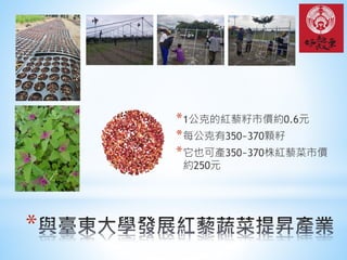 *
*1公克的紅藜籽市價約0.6元
*每公克有350~370顆籽
*它也可產350~370株紅藜菜市價
約250元
 