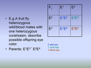 • E.g A fruit fly
heterozygous
wild/blood mates with
one heterozygous
coral/easin, describe
possible offspring eye
color.
• Parents: E1E3 * E2E4
F1 E1 E3
E2 E1E2 E2E3
E4 E1E4 E3E4
2 wild eye
1 coral eye
1 blood eye
 