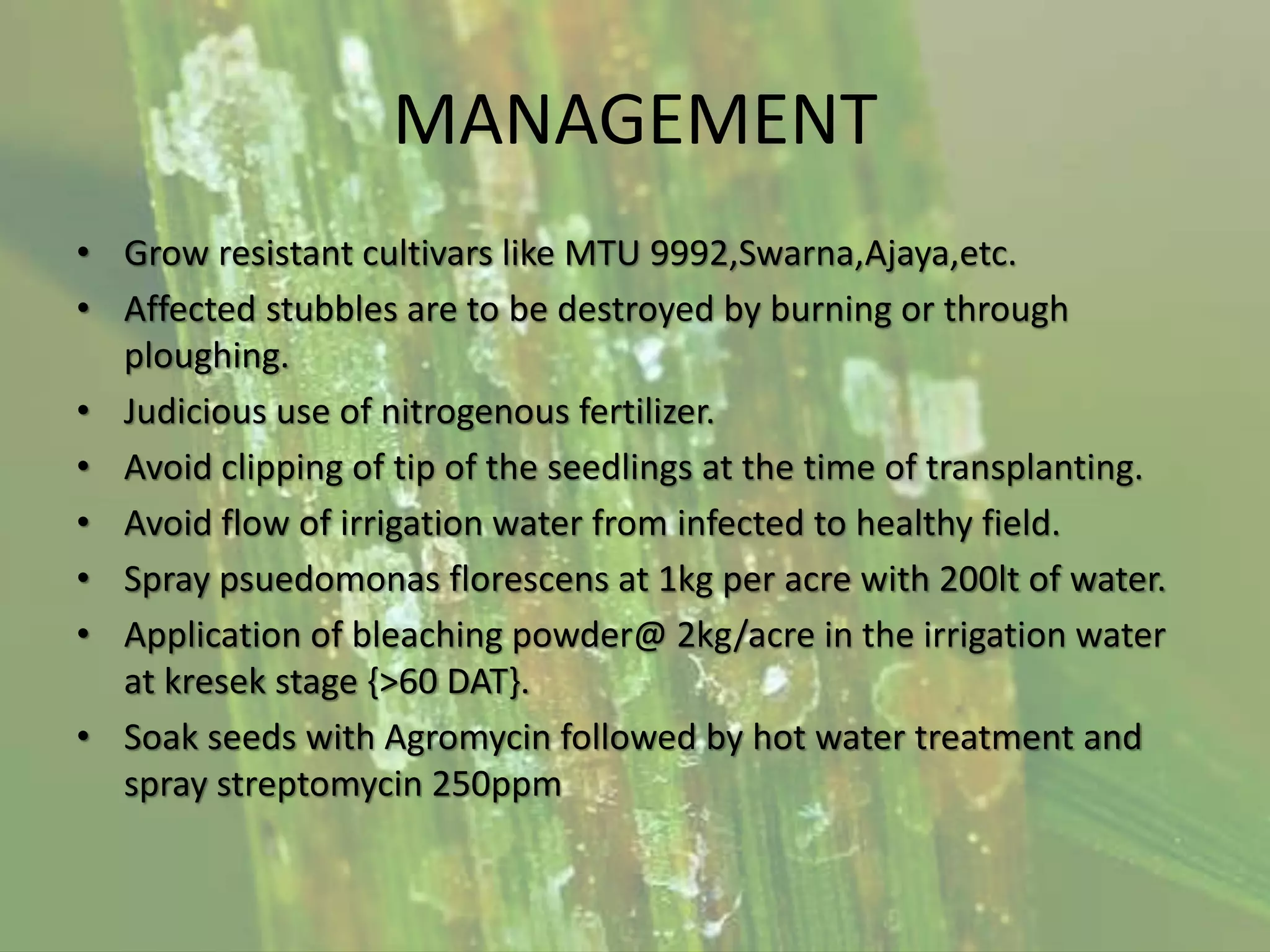 MANAGEMENT
• Grow resistant cultivars like MTU 9992,Swarna,Ajaya,etc.
• Affected stubbles are to be destroyed by burning or through
ploughing.
• Judicious use of nitrogenous fertilizer.
• Avoid clipping of tip of the seedlings at the time of transplanting.
• Avoid flow of irrigation water from infected to healthy field.
• Spray psuedomonas florescens at 1kg per acre with 200lt of water.
• Application of bleaching powder@ 2kg/acre in the irrigation water
at kresek stage {>60 DAT}.
• Soak seeds with Agromycin followed by hot water treatment and
spray streptomycin 250ppm
 