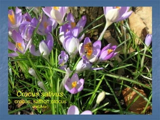 Crocus sativus
crocus; saffron crocus
(Feb/Mar)
 