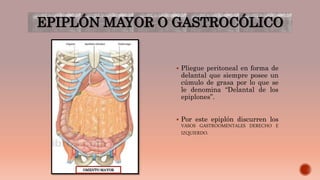 EPIPLÓN MAYOR O GASTROCÓLICO
 Pliegue peritoneal en forma de
delantal que siempre posee un
cúmulo de grasa por lo que se
le denomina “Delantal de los
epiplones”.
 Por este epiplón discurren los
VASOS GASTROOMENTALES DERECHO E
IZQUIERDO.
OMENTO MAYOR
 