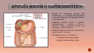 EPIPLÓN MENOR O GASTROHEPÁTICO
 Desde la curvatura menor del
estómago y 1° porción del duodeno
a la cara inferior del hígado. Posee
2 inserciones:
 INSERCIÓN GÁSTRICA: Posee 2 bordes,
diafragmático o vértice y libre o
derecho. Entre curvatura menor del
estómago e hilio hepático.
 INSERCIÓN HEPÁTICA: Presenta 2 porciones,
transversal y vertical.
 El epiplón menor se divide en:
 LIGAMENTO HEPATOGÁSTRICO MEDIAL
 LIGAMENTO HEPATODUODENAL LATERAL
OMENTO
MENOR
 