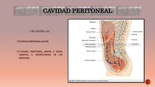 CAVIDAD PERITONEAL
 Se divide en:
CAVIDAD PERITONEAL MAYOR
 CAVIDAD PERITONEAL MENOR O BOLSA
OMENTAL O TRANSCAVIDAD DE LOS
EPIPLONES
 