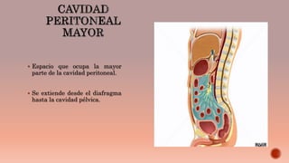  Espacio que ocupa la mayor
parte de la cavidad peritoneal.
 Se extiende desde el diafragma
hasta la cavidad pélvica.
 