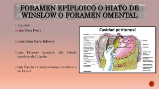 FORAMEN EPIPLOICO O HIATO DE
WINSLOW O FORAMEN OMENTAL
 Límites:
 ANT: Vena Porta
 POST: Vena Cava Inferior
 SUP: Proceso caudado del lóbulo
caudado del hígado
 INF: Fascia retroduodenopancreática o
de Freitz
 