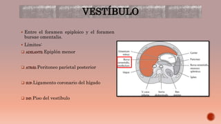 VESTÍBULO
 Entre el foramen epiploico y el foramen
bursae omentalis.
 Límites:
 ADELANTE: Epiplón menor
 ATRÁS: Peritoneo parietal posterior
 SUP: Ligamento coronario del hígado
 INF: Piso del vestíbulo
 