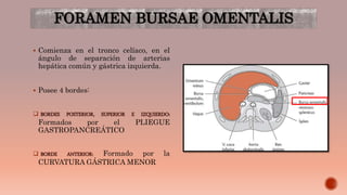 FORAMEN BURSAE OMENTALIS
 Comienza en el tronco celíaco, en el
ángulo de separación de arterias
hepática común y gástrica izquierda.
 Posee 4 bordes:
 BORDES POSTERIOR, SUPERIOR E IZQUIERDO:
Formados por el PLIEGUE
GASTROPANCREÁTICO
 BORDE ANTERIOR: Formado por la
CURVATURA GÁSTRICA MENOR
 
