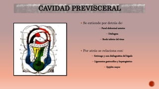 CAVIDAD PREVISCERAL
 Se extiende por detrás de:
– Pared abdominal anterior
– Diafragma
– Borde inferior del tórax
 Por atrás se relaciona con:
– Estómago y cara diafragmática del hígado
– Ligamentos gastrocólico y hepatogástrico
– Epiplón mayor
 