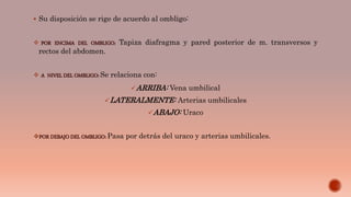  Su disposición se rige de acuerdo al ombligo:
 POR ENCIMA DEL OMBLIGO: Tapiza diafragma y pared posterior de m. transversos y
rectos del abdomen.
 A NIVEL DEL OMBLIGO: Se relaciona con:
ARRIBA: Vena umbilical
LATERALMENTE: Arterias umbilicales
ABAJO: Uraco
POR DEBAJO DEL OMBLIGO: Pasa por detrás del uraco y arterias umbilicales.
 