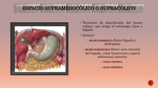 ESPACIO SUPRAMESOCÓLICO O SUPRACÓLICO
 Territorio de distribución del tronco
celíaco, que irriga el estómago, bazo e
hígado.
 Incluye:
– RECESO SUBFRÉNICO: Entre hígado y
diafragma.
– RECESO SUBHEPÁTICO: Entre cara visceral
del hígado, colon transverso y pared
abdominal anterior.
– CELDA GÁSTRICA
– CELDA ESPLÉNICA
 