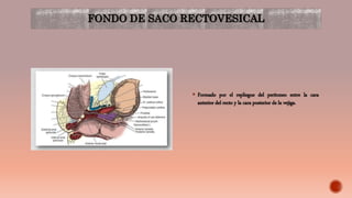 FONDO DE SACO RECTOVESICAL
 Formado por el repliegue del peritoneo entre la cara
anterior del recto y la cara posterior de la vejiga.
 