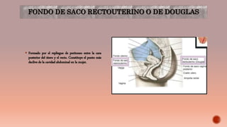FONDO DE SACO RECTOUTERINO O DE DOUGLAS
 Formado por el repliegue de peritoneo entre la cara
posterior del útero y el recto. Constituye el punto más
declive de la cavidad abdominal en la mujer.
 