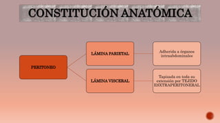 CONSTITUCIÓN ANATÓMICA
PERITONEO
LÁMINA PARIETAL
Adherida a órganos
intraabdominales
LÁMINA VISCERAL
Tapizada en toda su
extensión por TEJIDO
ESXTRAPERITONERAL
 