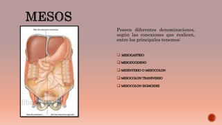 Poseen diferentes denominaciones,
según las conexiones que realicen,
entre los principales tenemos:
 MESOGASTRIO
 MESODUODENO
 MESENTERIO O MESOCOLON
 MESOCOLON TRANSVERSO
 MESOCOLON SIGMOIDES
 