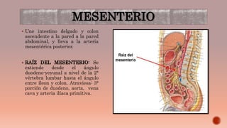 MESENTERIO
 Une intestino delgado y colon
ascendente a la pared a la pared
abdominal, y lleva a la arteria
mesentérica posterior.
 RAÍZ DEL MESENTERIO: Se
extiende desde el ángulo
duodeno-yeyunal a nivel de la 2°
vértebra lumbar hasta el ángulo
entre íleon y colon. Atraviesa: 3°
porción de duodeno, aorta, vena
cava y arteria ilíaca primitiva.
 