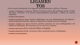 Unen la pared abdominal a los órganos intraabdominales o pélvicos. Tenemos:
 LIGAMENTO GASTROESPLÉNICO O GASTROLIENAL: Desde curvatura mayor del estómago hasta el hilio
del bazo. Contiene a la arteria gastroepiploica izquierda y ramas de arteria
esplénica.
LIGAMENTO HEPATOGÁSTRICO
LIGAMENTO FALCIFORME DEL HÍGADO: Conecta diafragma con cara diafragmática del hígado y
pared abdominal anterior. Rodea al ligamento redondo hasta el ombligo.
LIGAMENTO CORONARIO DEL HÍGADO: Conecta porción posterior de cara diafragmática del
hígado al diafragma. Se relaciona con la vena cava inferior.
LIGAMENTO HEPATOCÓLICO: Une vesícula biliar al hígado.
LIGAMENTIO FRENOCÓLICO: Desde curvatura cólica izquierda hasta el diafragma.
LIGAMENTO PANCREATOESPLÉNICO
 
