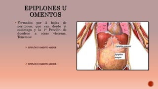  Formados por 2 hojas de
peritoneo, que van desde el
estómago y la 1° Proción de
duodeno a otras vísceras.
Tenemos:
 EPIPLÓN U OMENTO MAYOR
 EPIPLÓN U OMENTO MENOR
 