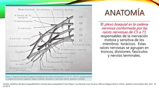 El plexo braquial es la cadena
nerviosa conformada por las
raíces nerviosas de C5 a T1,
responsables de la inervación
motora y sensitiva de los
miembros torácicos. Estas
raíces nerviosas se agrupan en
troncos, divisiones, fascículos
y nervios terminales.
Parálisis obstétrica del plexo braquialObstetric brachial plexus palsyGabriel Fraind-Maya,1 Luis Eduardo Loyo-Soriano,2 Alfonso Migoya-Nuño3. CrIterIo pediátrico Acta Pediatr Mex. 2021; 42
(2): 85-8.
 