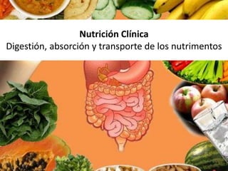 Nutrición Clínica
Digestión, absorción y transporte de los nutrimentos
 