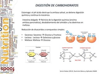 Estomago: el pH ácido destruye la amilasa salival, se detiene digestión
química y continua la mecánica.
Intestino delgado  Reinicio de la digestión química (enzima
amilasa pancreática), desdoblamiento del almidón y las dextrinas en
maltosa.
Reducción de disacaridos a compuestos simples:
• Sacarasa: Sacarosa  Glucosa y Fructosa
• Lactasa: Lactosa  Galactosa y glucosa
• Maltasa: Maltosa  Glucosa
Servin Rodas (2013). Nutrición Básica y Aplicada UNAM
 