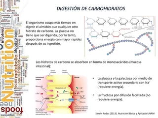 El organismo ocupa más tiempo en
digerir el almidón que cualquier otro
hidrato de carbono. La glucosa no
tiene que ser digerida, por lo tanto,
proporciona energía con mayor rapidez
después de su ingestión.
Los hidratos de carbono se absorben en forma de monosacáridos (mucosa
intestinal):
• La glucosa y la galactosa por medio de
transporte activo secundario con Na+
(requiere energía).
• La fructosa por difusión facilitada (no
requiere energía).
Servin Rodas (2013). Nutrición Básica y Aplicada UNAM
 