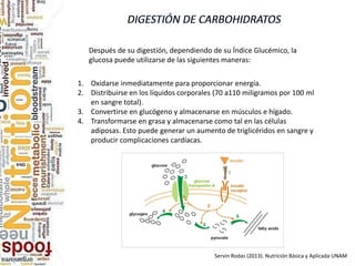 Después de su digestión, dependiendo de su Índice Glucémico, la
glucosa puede utilizarse de las siguientes maneras:
1. Oxidarse inmediatamente para proporcionar energía.
2. Distribuirse en los líquidos corporales (70 a110 miligramos por 100 ml
en sangre total).
3. Convertirse en glucógeno y almacenarse en músculos e hígado.
4. Transformarse en grasa y almacenarse como tal en las células
adiposas. Esto puede generar un aumento de triglicéridos en sangre y
producir complicaciones cardíacas.
Servin Rodas (2013). Nutrición Básica y Aplicada UNAM
 