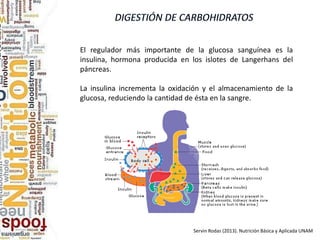 El regulador más importante de la glucosa sanguínea es la
insulina, hormona producida en los islotes de Langerhans del
páncreas.
La insulina incrementa la oxidación y el almacenamiento de la
glucosa, reduciendo la cantidad de ésta en la sangre.
Servin Rodas (2013). Nutrición Básica y Aplicada UNAM
 