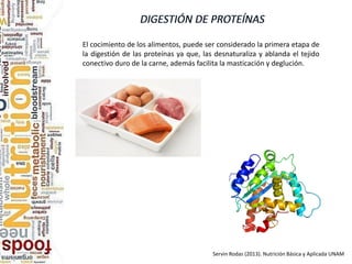 El cocimiento de los alimentos, puede ser considerado la primera etapa de
la digestión de las proteínas ya que, las desnaturaliza y ablanda el tejido
conectivo duro de la carne, además facilita la masticación y deglución.
Servin Rodas (2013). Nutrición Básica y Aplicada UNAM
 
