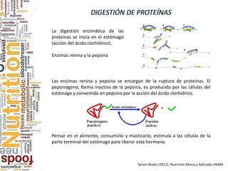 Las enzimas renina y pepsina se encargan de la ruptura de proteínas. El
pepsinógeno, forma inactiva de la pepsina, es producido por las células del
estómago y convertido en pepsina por la acción del ácido clorhídrico.
Pensar en el alimento, consumirlo y masticarlo, estimula a las células de la
parte terminal del estómago para liberar esta hormona.
La digestión enzimática de las
proteínas se inicia en el estómago
(acción del ácido clorhídrico).
Enzimas renina y la pepsina
Servin Rodas (2013). Nutrición Básica y Aplicada UNAM
 