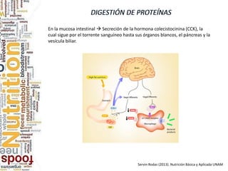 En la mucosa intestinal  Secreción de la hormona colecistocinina (CCK), la
cual sigue por el torrente sanguíneo hasta sus órganos blancos, el páncreas y la
vesícula biliar.
Servin Rodas (2013). Nutrición Básica y Aplicada UNAM
 