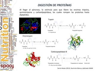 Al llegar al páncreas, lo estimula para que libere las enzimas tripsina,
quimiotripsina y carboxilpeptidasa, las cuales rompen las proteínas hasta
dipéptidos.
Servin Rodas (2013). Nutrición Básica y Aplicada UNAM
 