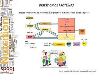 Exceso en consumo de proteínas  triglicéridos almacenado en tejido adiposo.
Servin Rodas (2013). Nutrición Básica y Aplicada UNAM
 