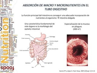 García P.P y López G. Nutr Hosp. 2007;22(Supl. 2):5-13
La función principal del intestino es conseguir una adecuada incorporación de
nutrientes al organismo  Intestino delgado
Una característica fundamental de
este órgano es la morfología del
epitelio intestinal
Especialización de la mucosa
en pliegues
(200 m2)
 