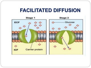 FACILITATED DIFFUSION
 