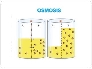 OSMOSIS
 