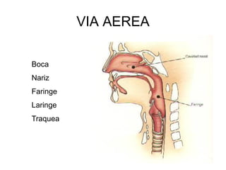 VIA AEREA
Boca
Nariz
Faringe
Laringe
Traquea
 