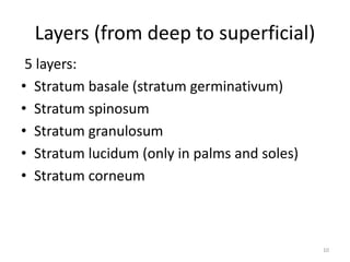Layers (from deep to superficial)
5 layers:
• Stratum basale (stratum germinativum)
• Stratum spinosum
• Stratum granulosum
• Stratum lucidum (only in palms and soles)
• Stratum corneum
10
 