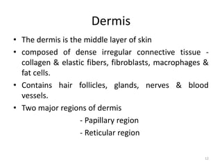 Dermis
• The dermis is the middle layer of skin
• composed of dense irregular connective tissue -
collagen & elastic fibers, fibroblasts, macrophages &
fat cells.
• Contains hair follicles, glands, nerves & blood
vessels.
• Two major regions of dermis
- Papillary region
- Reticular region
12
 