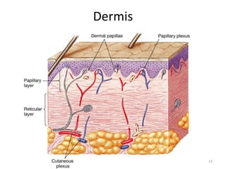13
Dermis
 